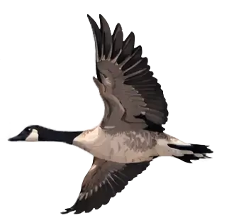 goose